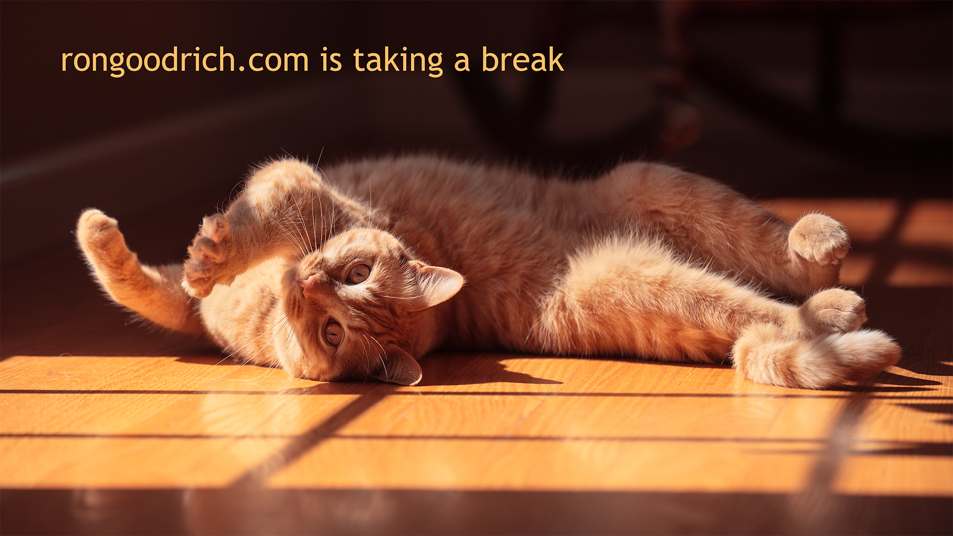 photo of a relaxing cat with the words rongoodrich.com is on a break at the top